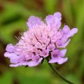 Scabiosa - Pincushion