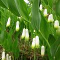 Polygonatum - Solomon's Seal