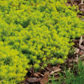 Ground-covering Sedums