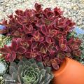 Sedums couvre-sol