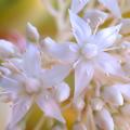 White-flowering stonecrops