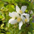 Philadelphus - Mock Orange