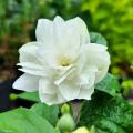 Double-flowered Philadelphus