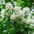 Large Philadelphus