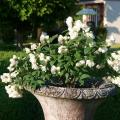 Philadelphus for pot-growing