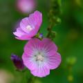 Sidalcea - Checker Bloom