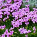 Silene - Campion