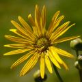 Silphium