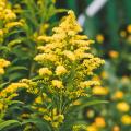 Solidago - Goldenrod