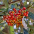 Rowan Trees