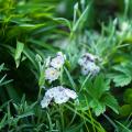 Summer woodland plants