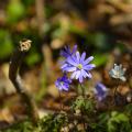 Woodland spring colour