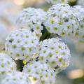 White flowering Spiraea