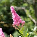 Pink flowering Spiraea