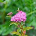 Summer Spiraea