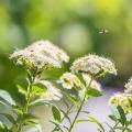 Spring Spiraea