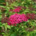 Japanese Spiraea