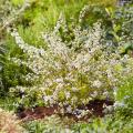 Dwarf Spiraea