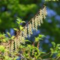 Stachyurus