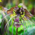 Tacca - Bat plant