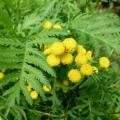 Tansy