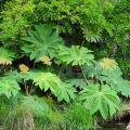 Tetrapanax