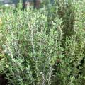 Organic Thyme