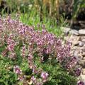 Creeping Thymes - Thymus serpyllum
