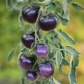 Cherry and cocktail Tomatoes