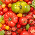 Tomatoes A to Z