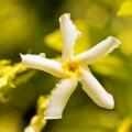 Star Jasmine - Trachelospermum