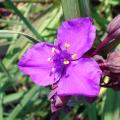 Tradescantia - Spiderwort