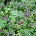 Trifolium - Clover