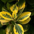 Troène de Californie - Ligustrum ovalifolium