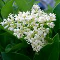 Ligustrum - Privet