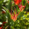 Botanical Tulips