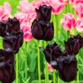 Black Tulips