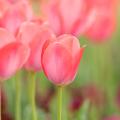 Pink Tulips