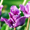 Purple and Mauve Tulips