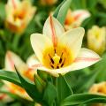 Botanical tulips