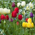 Tulips by flower colour