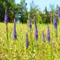 Spiked Speedwell - Veronica spicata