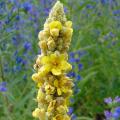 Verbascum - Mullein