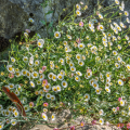 Erigeron karvinskianus