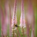 Veronica - Speedwell