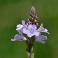 Verbena