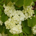 Viburnum plicatum - Chinese Snowball Bushes