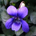 Viola - Violets