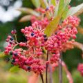 Autumn-coloured Viburnum