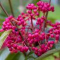 Ornamental fruiting viburnums